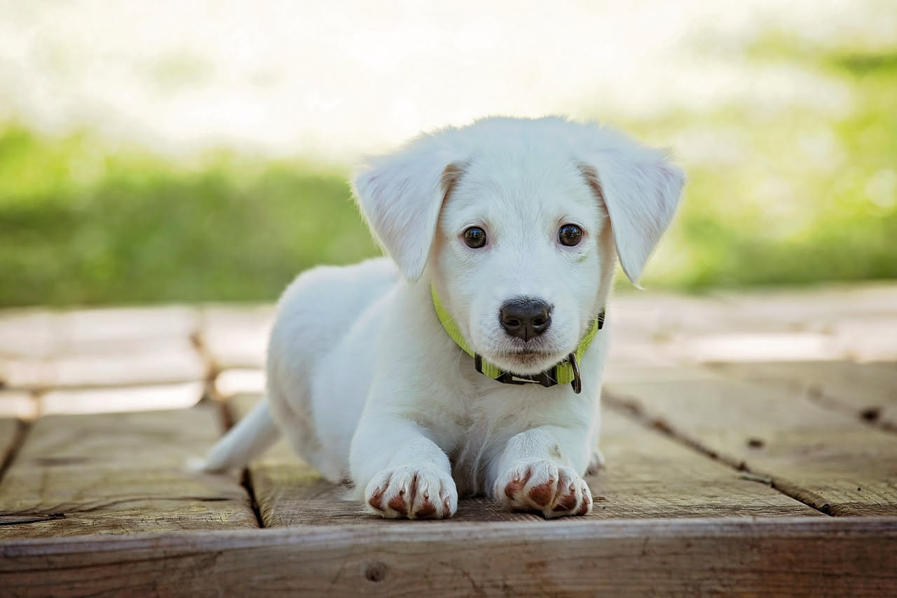 Scegliere il nome del cucciolo: come l'IA aiuta nella decisione