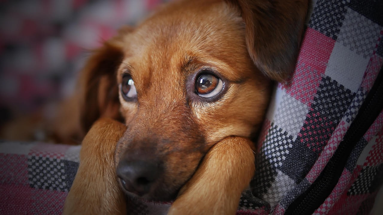 IA per i sintomi del cane: utilità e limiti prima della visita veterinaria
