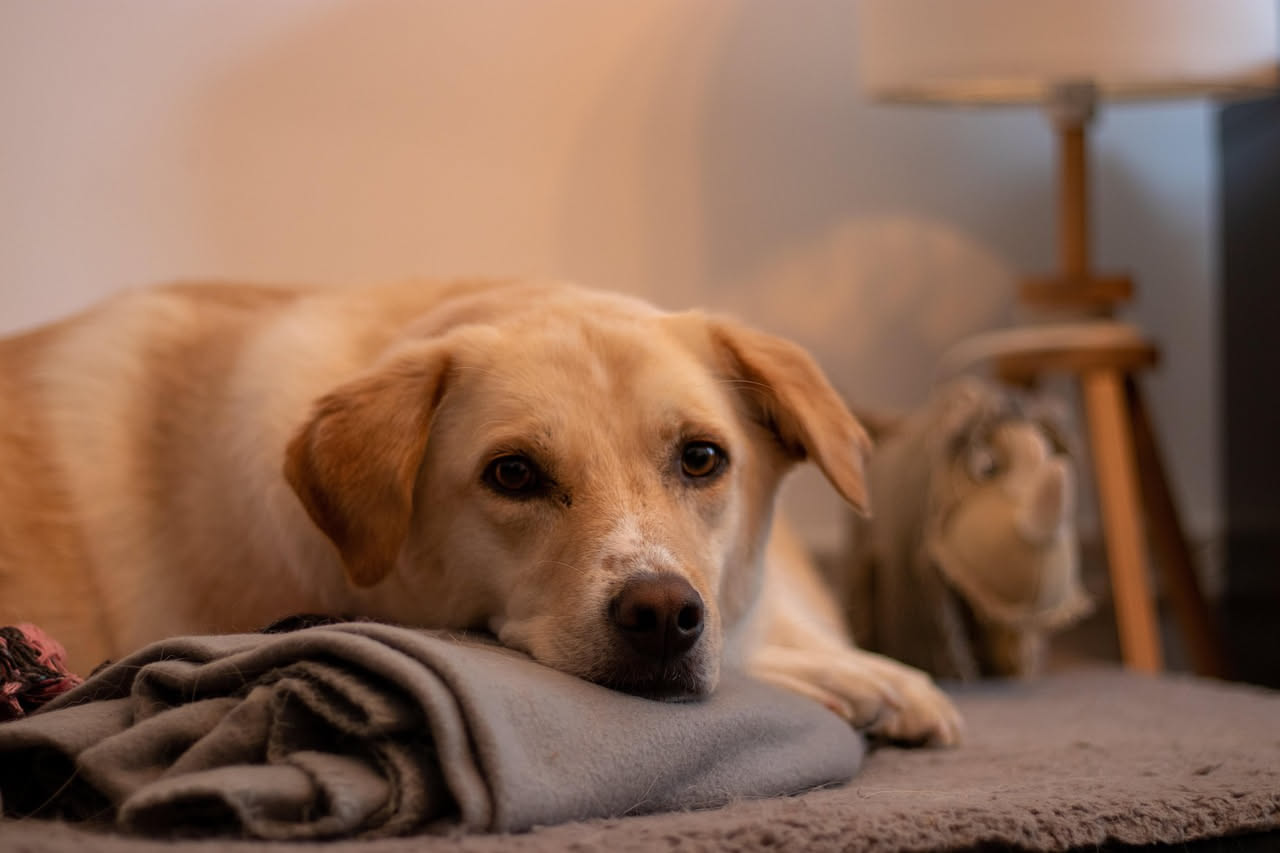 Come chiedere ai vicini di ospitare il cane durante il ricovero
