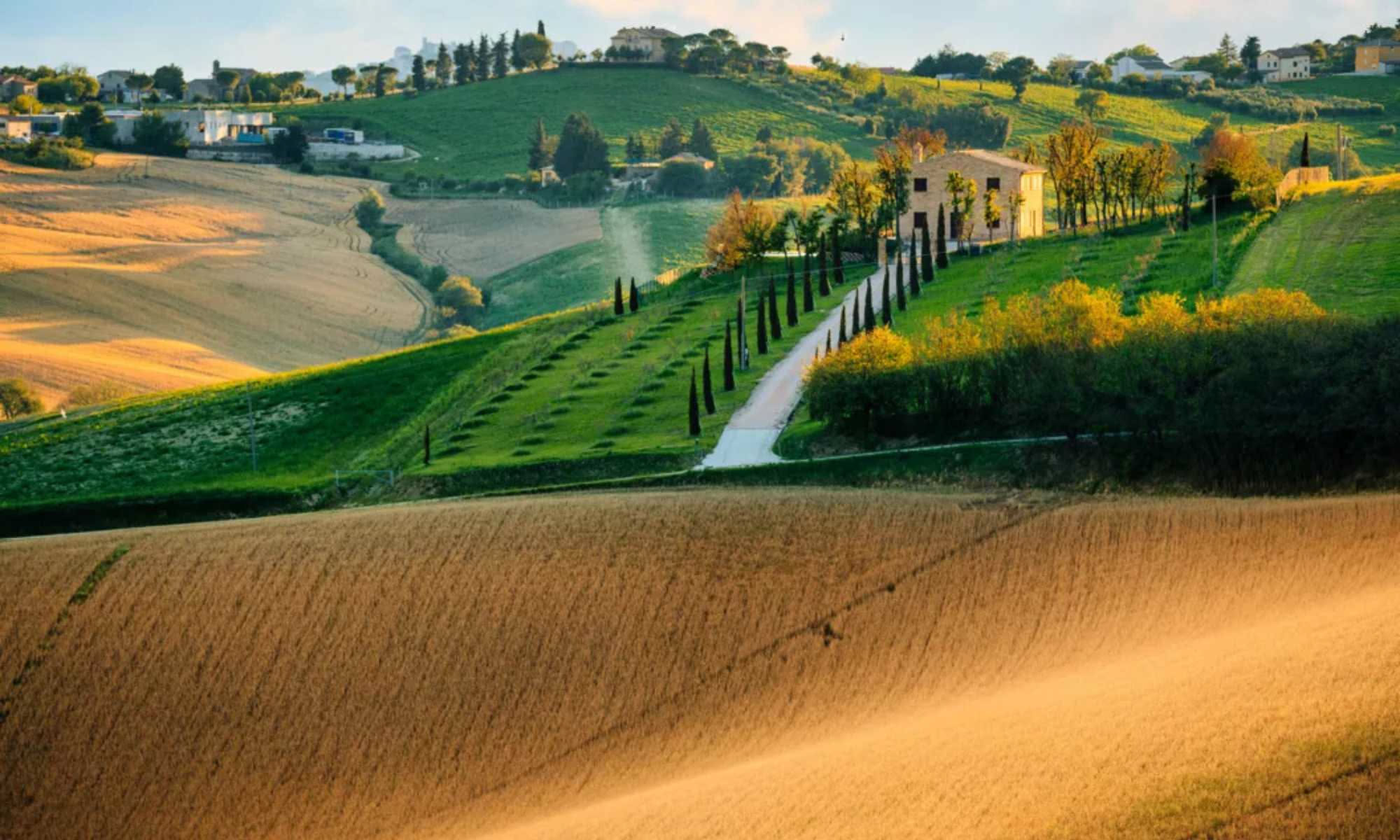 Colline marchigiane con casa colonica in pietra circondata da olivi, vigneti e campi coltivati al tramonto